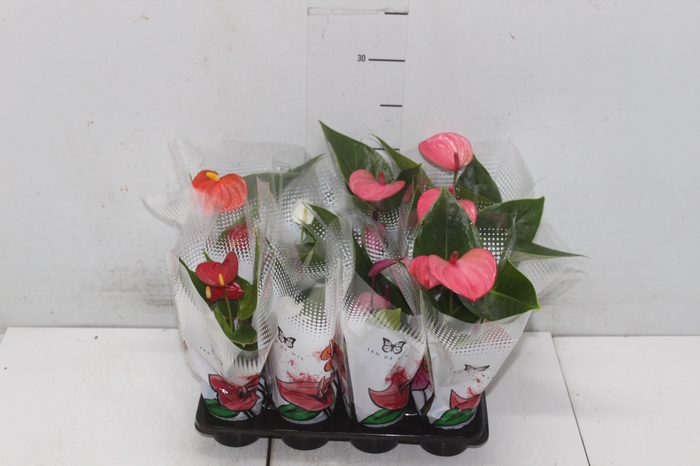 <h4>ANTHURIUM VARIADO P06</h4>