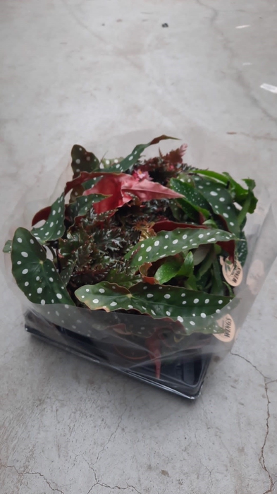 <h4>Begonia BD   ...</h4>