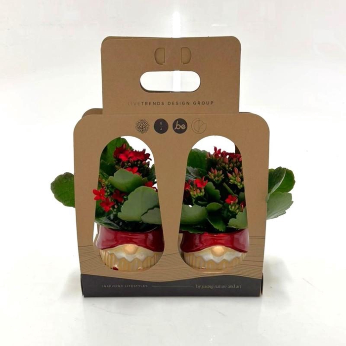 <h4>KALANCHOE BLOSSFELDIANA p6</h4>