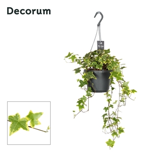 Hedera Helix Yellow Ripple