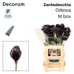 ZANT ODESSA MEDIUM BOX 60 CM 20 ST.