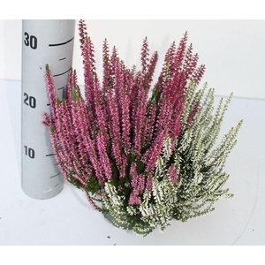 Calluna Garden Girls Trio Girls