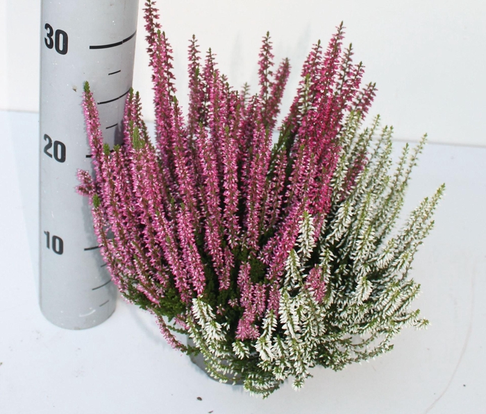 <h4>Calluna Garden Girls Trio Girls</h4>