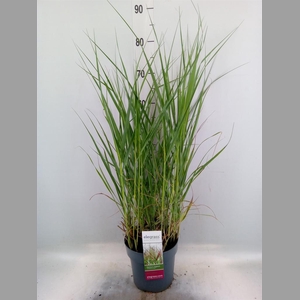 Panicum virgatum