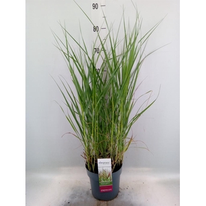 Panicum virgatum