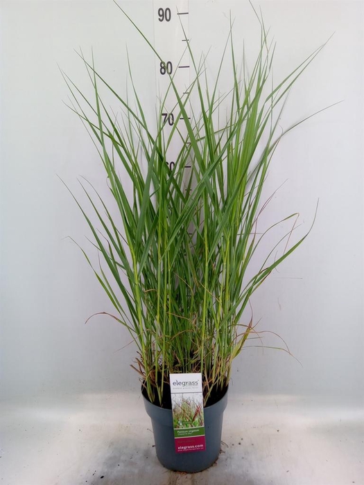 <h4>Panicum virgatum</h4>