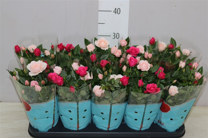 <h4>Rosa Classic Star</h4>