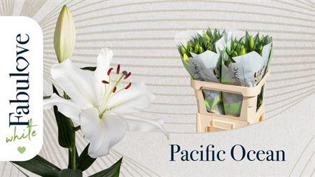 <h4>Li Or Pacific Ocean</h4>