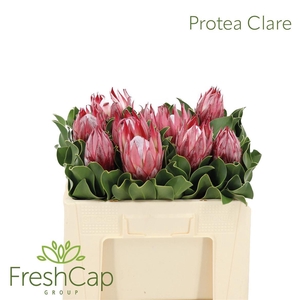Protea cynaroides 'Clare'
