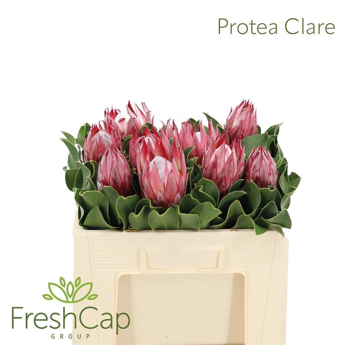 <h4>Protea cynaroides 'Clare'</h4>