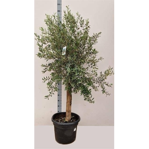 OLEA EUROPAEA P46 220CM