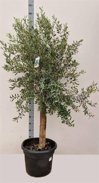 <h4>OLEA EUROPAEA P46 220CM</h4>
