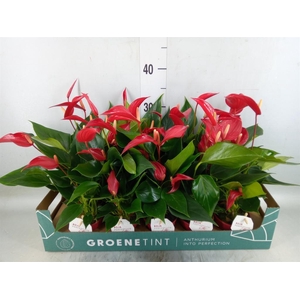 Anthurium 'Banderola Roja'