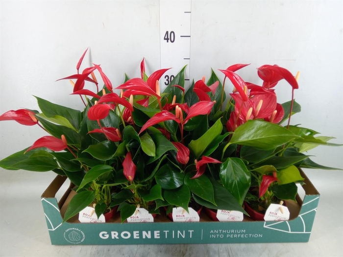 <h4>Anthurium  'Banderola Roja'</h4>