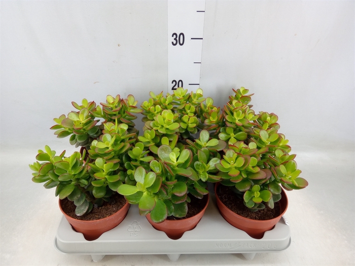 <h4>Crassula ovata 'Minor'</h4>