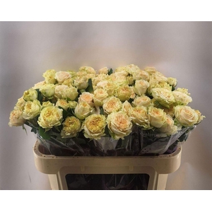 R Tr Summerrose -in box