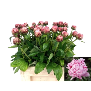 PAEO L SARA BERNHARD