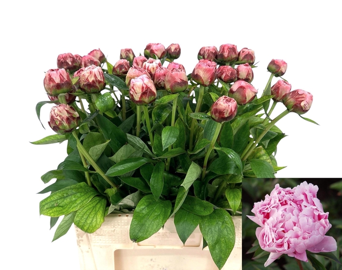 <h4>PAEO L SARA BERNHARD</h4>