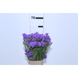 STATICE 060 CM ROXO
