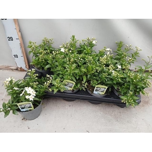 SOLANUM JASMINOIDES