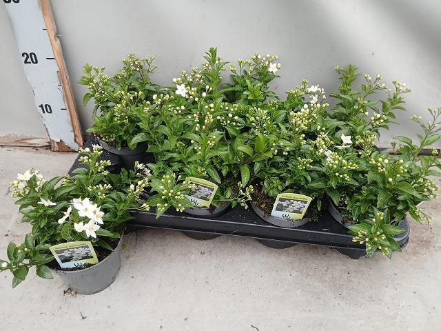 <h4>SOLANUM JASMINOIDES</h4>