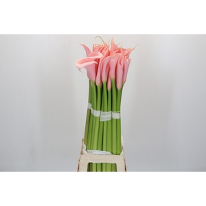Zantedeschia Eydolls Salmon