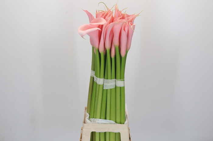 <h4>Zantedeschia Eydolls Salmon</h4>