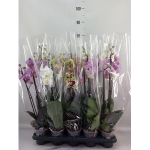 Phalaenopsis   ...mix