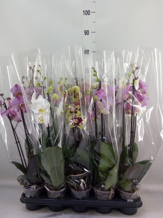 <h4>Phalaenopsis   ...mix</h4>