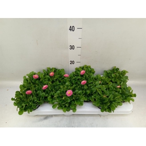 Bellis perennis 'Rusher Rose'