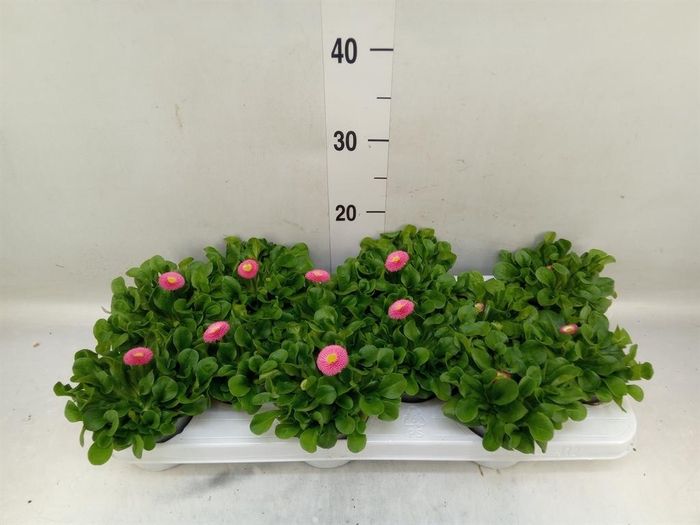 <h4>Bellis perennis 'Rusher Rose'</h4>