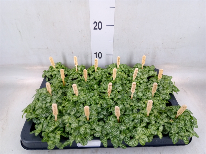 <h4>Fittonia verschaf.</h4>