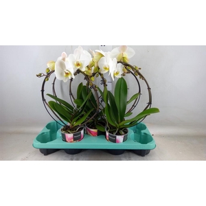 Phalaenopsis   ...