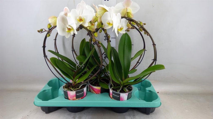 <h4>Phalaenopsis ...</h4>
