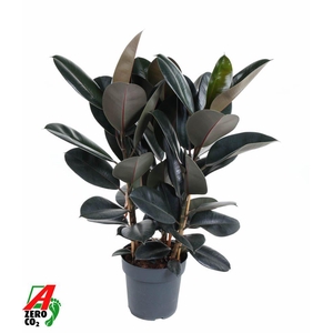 Ficus El Abidjan 3pp