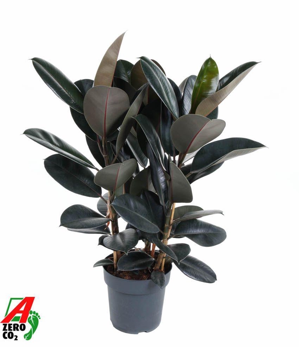 <h4>Ficus El Abidjan 3pp</h4>