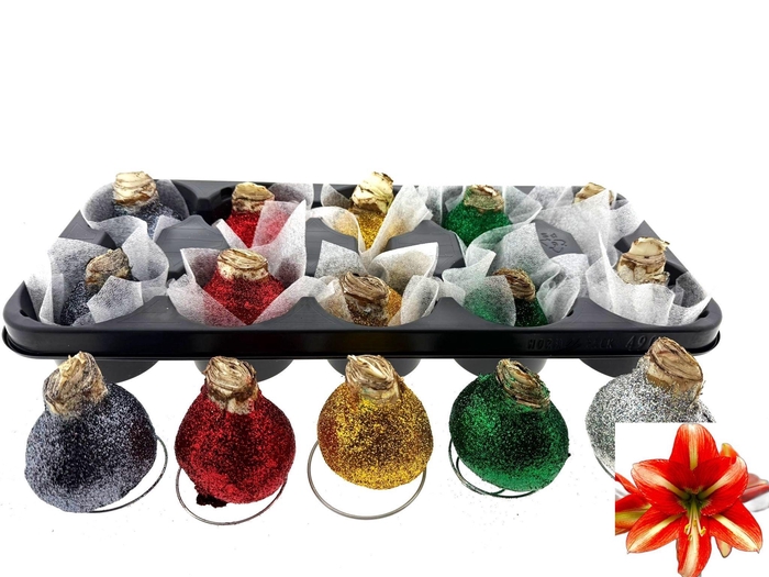 <h4>BLOEMBOL HIPPEASTRUM</h4>