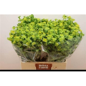 BUPLEURUM ROTUNDIFOL