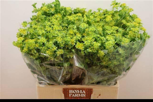 <h4>BUPLEURUM ROTUNDIFOL</h4>