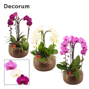 Terra cascade 3 tak symphony mix (Deco-collection)