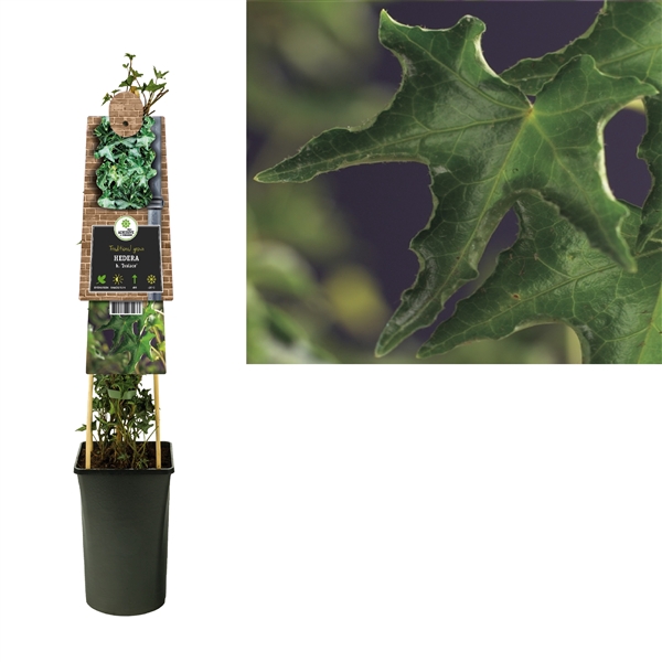 <h4>Hedera h. 'Ivalace' +3.0 label</h4>
