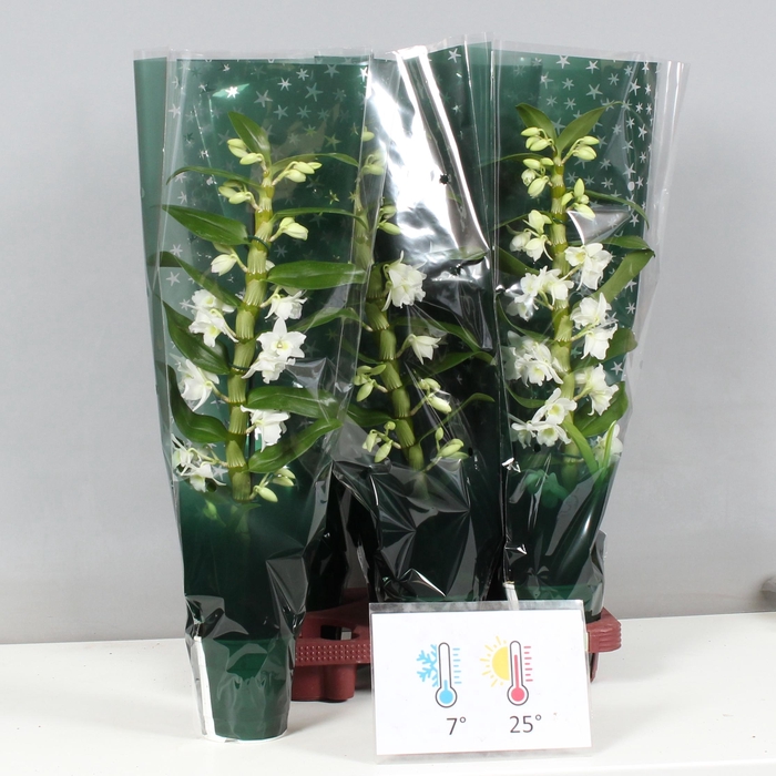 <h4>DENDR N SC APOLLON</h4>