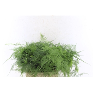 Asparagus Set 1e Veren