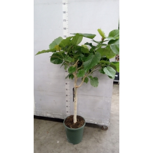Ficus   ...
