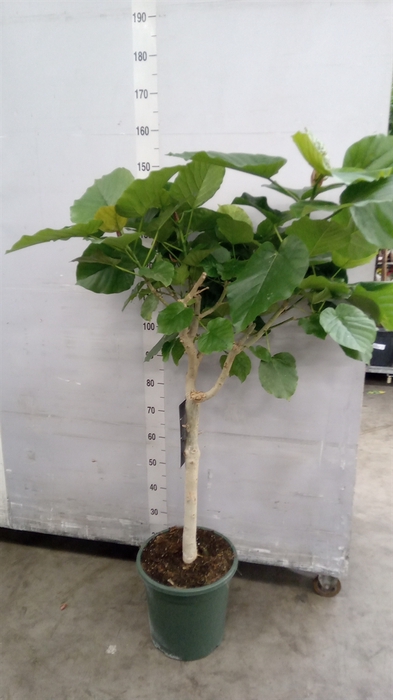 <h4>Ficus   ...</h4>
