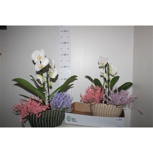 Arr Phal Cascade 1 Tak 6+/callu Pastel
