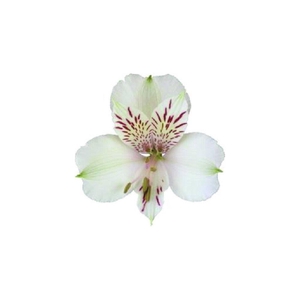 ALSTR UF 09 WHITE