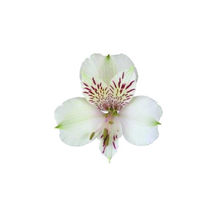 <h4>ALSTR UF 09 WHITE</h4>