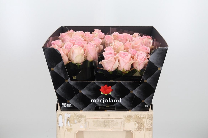 <h4>R Gr Sweet Dolomiti</h4>