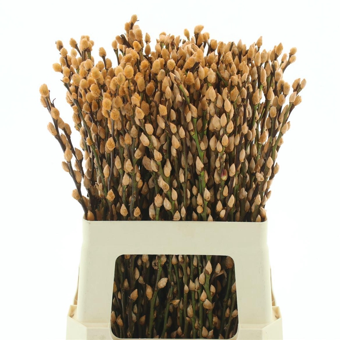 <h4>Salix Snow Flake Klb Zalm</h4>